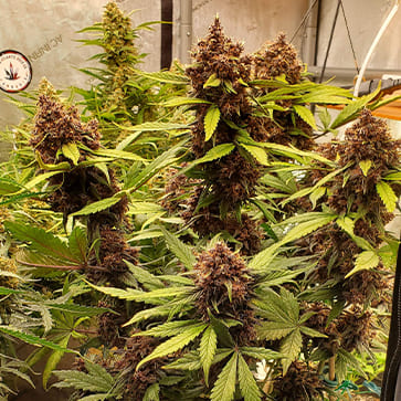 Семена конопли Auto LSD Feminised Silver